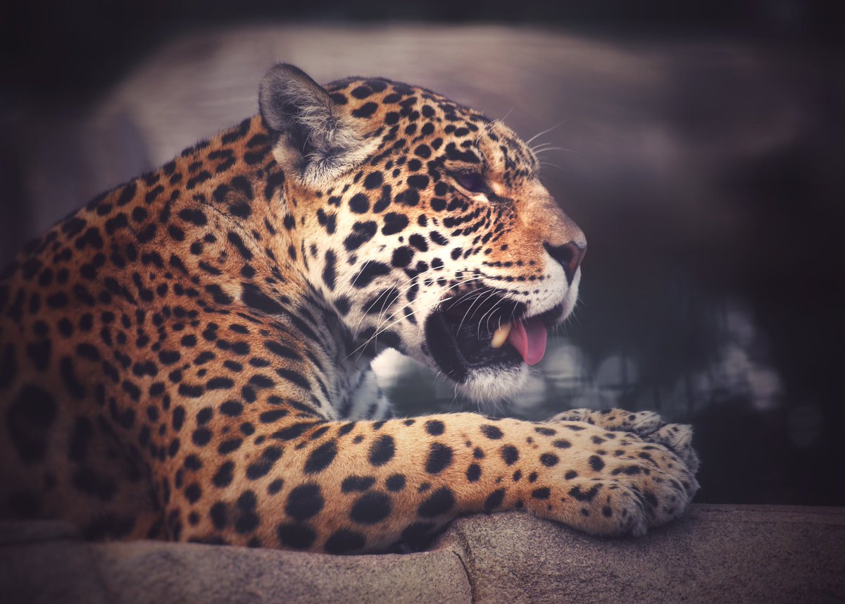 SiggersPhoto's tweet photo. I know, I know another picture from my  @TheBigCatSanct visit BUT I just can’t help it ... well that and I took over 400 photographs, so have many to choose from you lucky people - @GilesClark78 https://t.co/7Y8loDVSkh