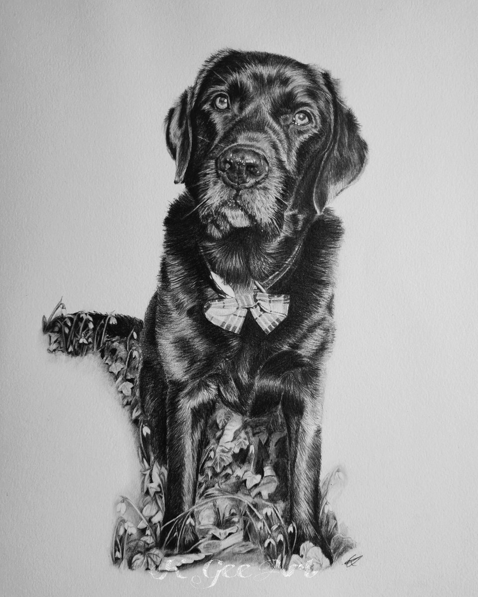 Twittartists's tweet photo. After a short break, we are resuming populating our delightful thread on #dogs #pencilart

Artists:
Samantha Norbury @SamsArtyArt 
Elizabeth Hemming @e_hemming_art 
Kayla Irving @KGeeArt 
Willy Grattan @willygrattan https://t.co/Wsc6ZfcJwL