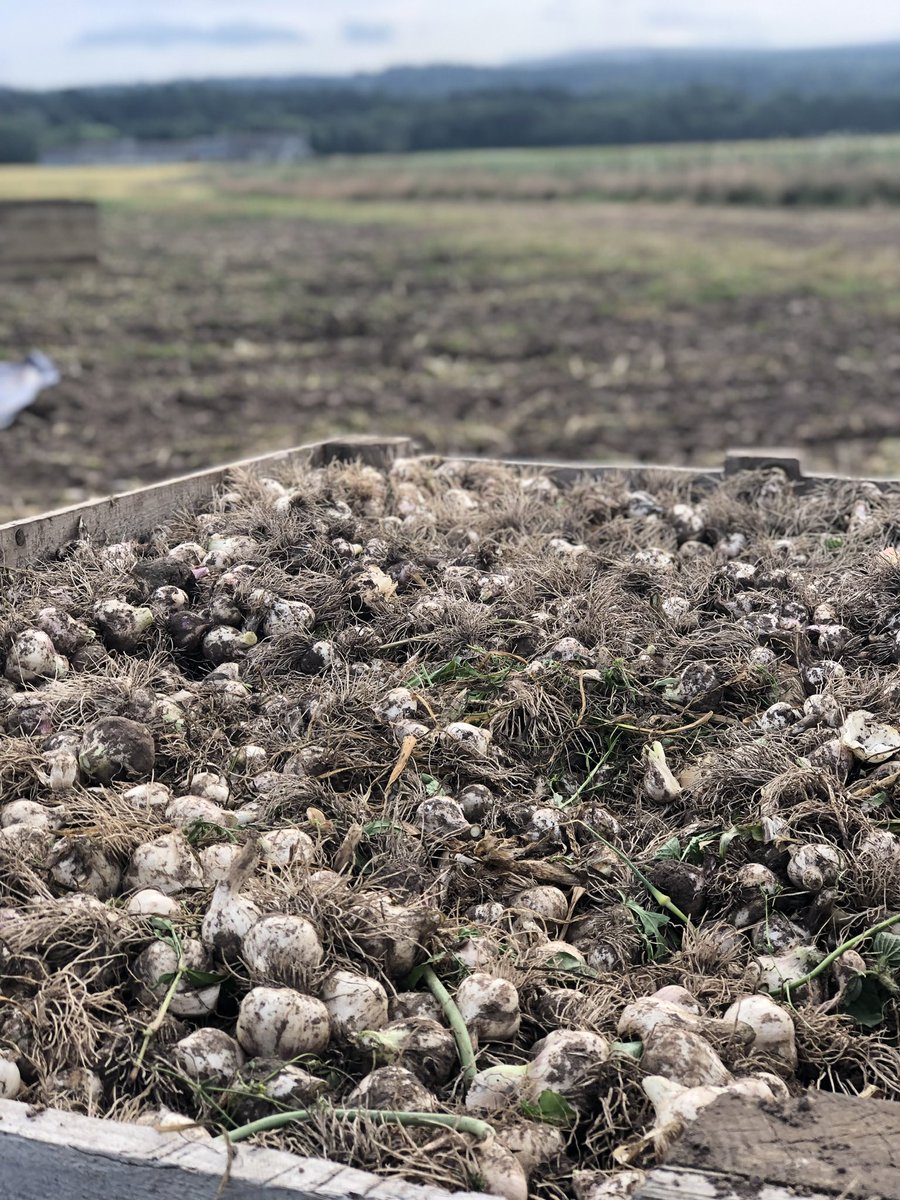 reallygarlicky's tweet photo. We are very excited to announce that our 20th Scottish garlic harvest is officially underway! 🧄

Back in 2000, our first year of growing garlic, we harvested just a quarter of an acre and now 20 years later we are celebrating and harvesting 20 acres! 

#reallygarlicky https://t.co/FS76Axnjk6