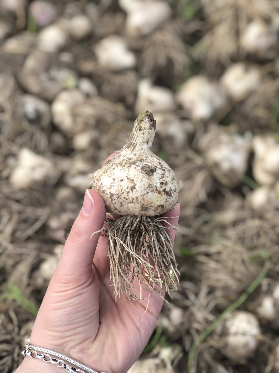 reallygarlicky's tweet photo. We are very excited to announce that our 20th Scottish garlic harvest is officially underway! 🧄

Back in 2000, our first year of growing garlic, we harvested just a quarter of an acre and now 20 years later we are celebrating and harvesting 20 acres! 

#reallygarlicky https://t.co/FS76Axnjk6