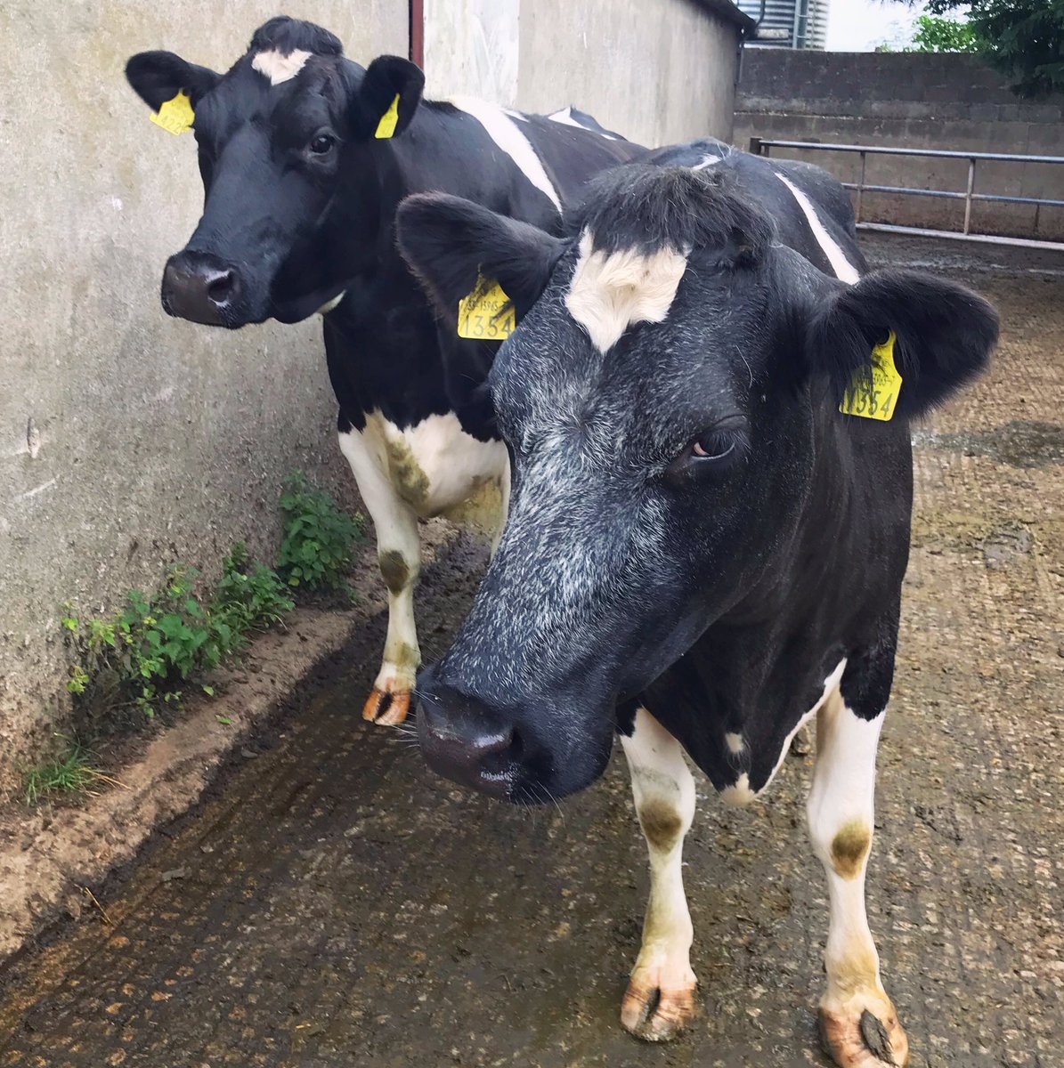 Kilsunny_Herd's tweet photo. Goodbye girls; we’ll miss you both 😌
#realfarmlife #factoryday #goodbye https://t.co/jXmCkhUyWJ