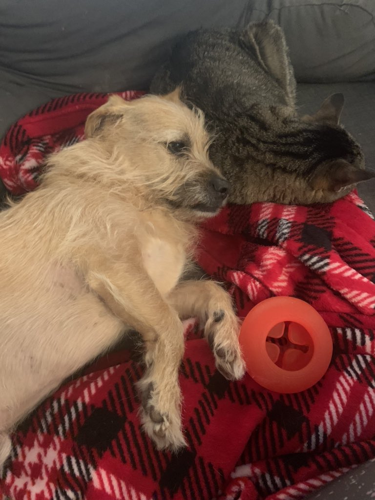 drcakefm's tweet photo. Using a cat as a pillow is a pretty bold choice #stumpylegs #griffonator #brothers https://t.co/jS6aVfaNAk