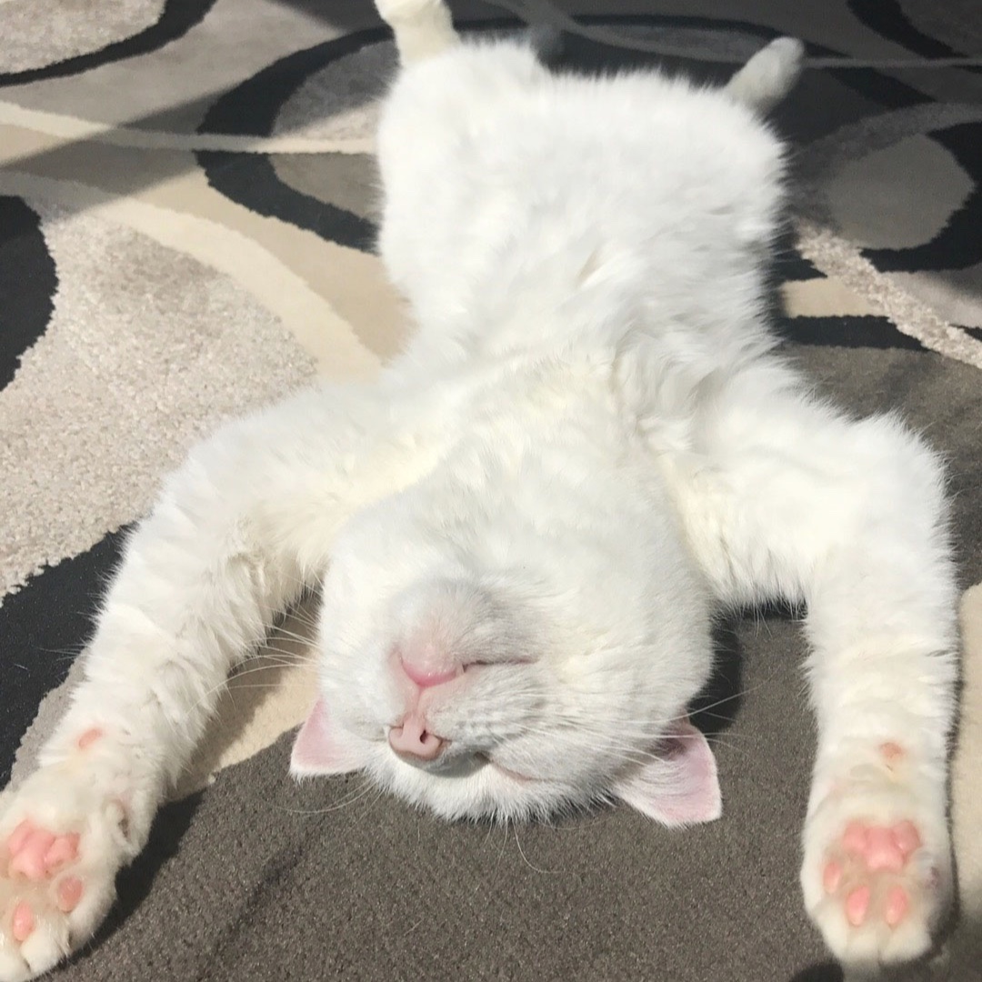 petguardinc's tweet photo. That feeling when the weekend finally hits 😸
.
.
.
#PetGuard #PetGuardians #wetfood #natural #wellness #cat #catsofinstagram #cats #catstagram #kitten #kitty #kittycat #kitties #ilovemycat #cute #adorable #instacat #catlover #catoftheday #kittyfeatures #catfeatures https://t.co/Ch6DKmJyeb