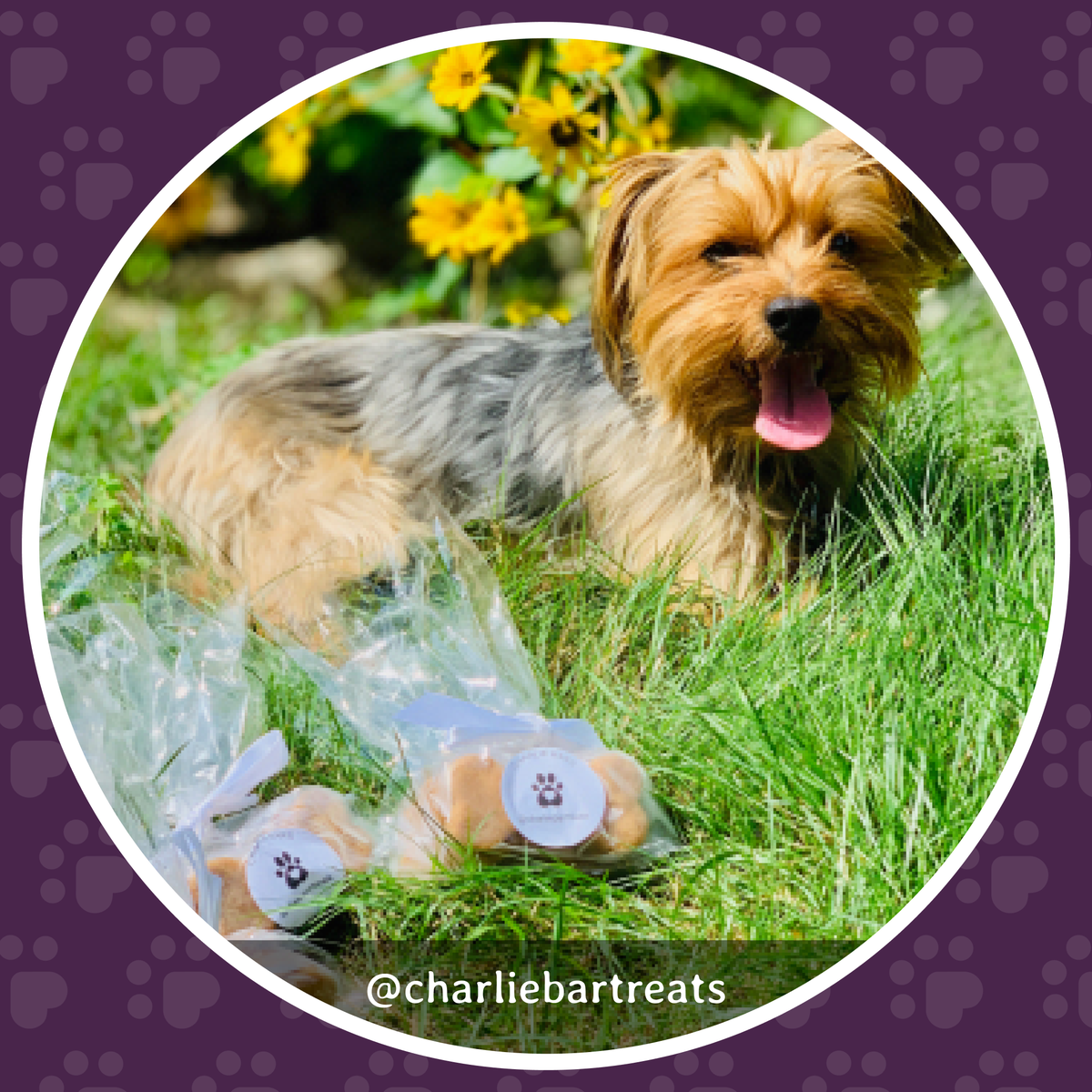 barkgrrllc's tweet photo. @charliebartreats are baked with love ❤️, are available nationwide 📦 and support animal rescue from coast to coast 🐾! Treat your puppy today: https://t.co/OH9ZWJeIP1

#barkgrr #organicdogtreats #pawtner #snacktime #fridayvibes #tgif #doglife #puppylove #dog #dogs https://t.co/HeXhYS0OPg