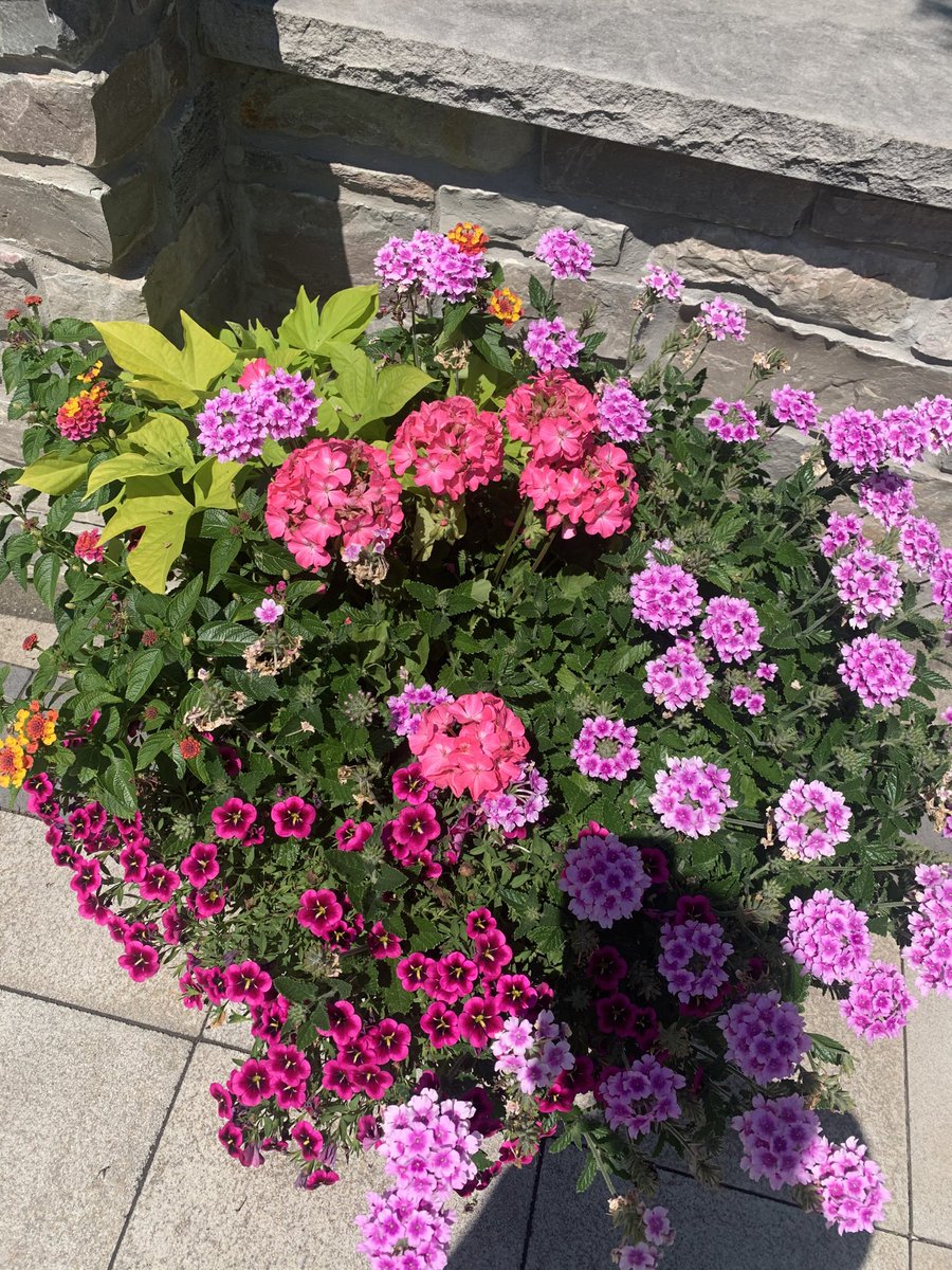 Sara Shefchik tweet media