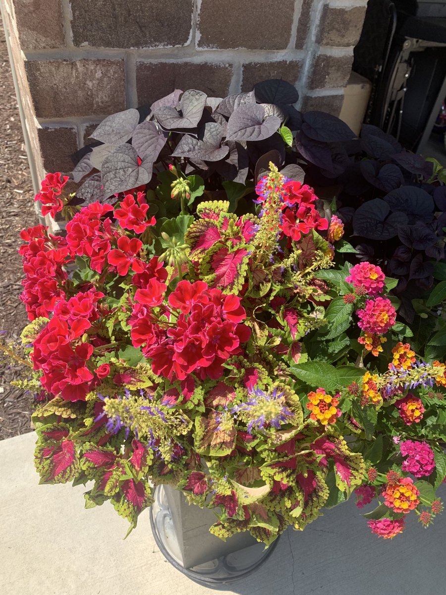 Sara Shefchik tweet media