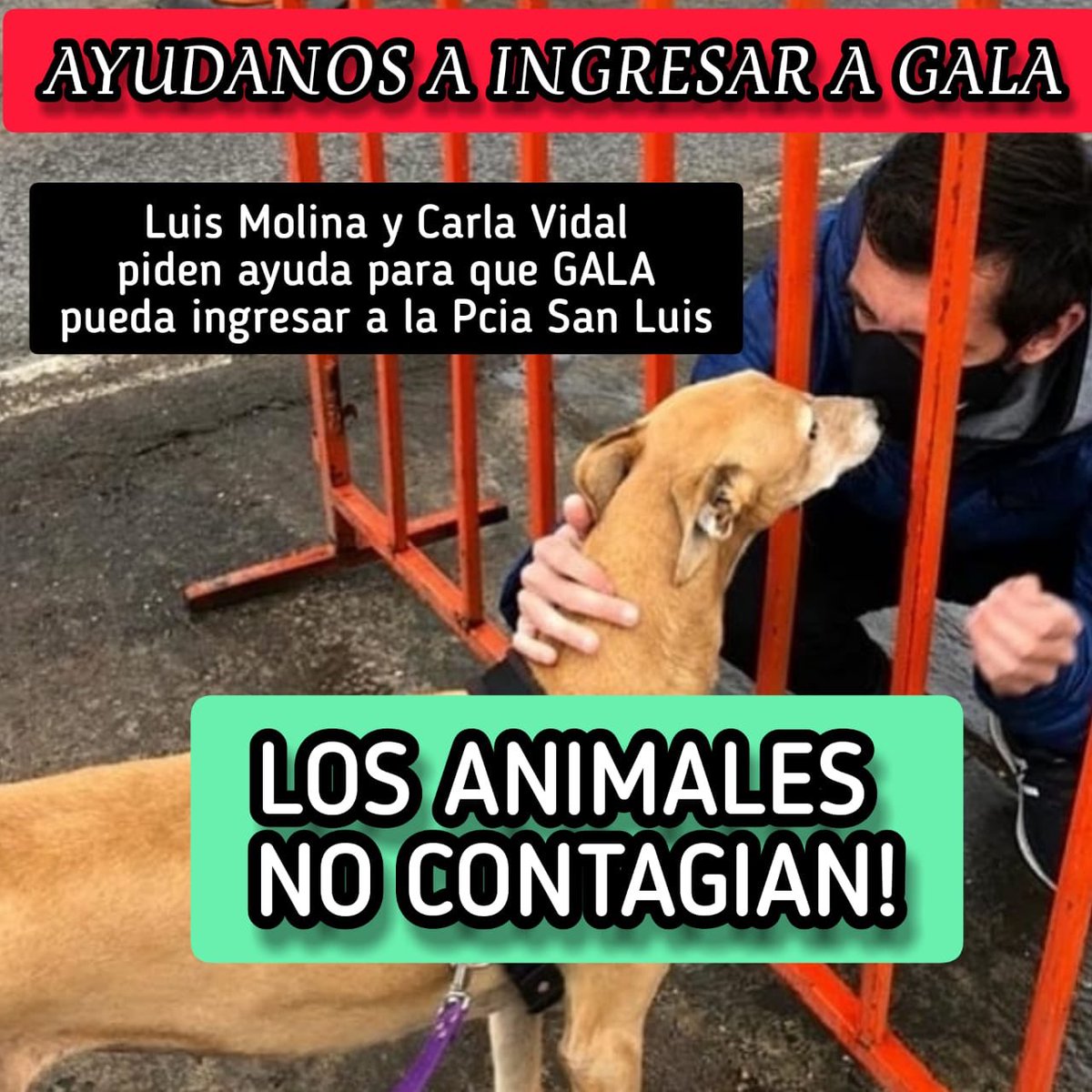 El gobierno de San Luis no permite el ingreso a la Provincia de Gala, la galguita rescatada del Atleta <a href="/luis_molina88/">Luis Molina</a> 
.
🟢Activá! Pedí a @SanLuisGob1 que permita el reencuentro de Gala con su familia con el Hashtag #FreeGala 
.
<a href="/candetinelli/">Candela</a>