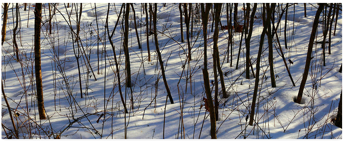 marybedy's tweet photo. Forest Patterns with Snow 020319
https://t.co/jQO6fYdijz #snowshadows #winter #winterintheforest #forestwinter #treesinsnow #marybedy https://t.co/wBOdrZthjh