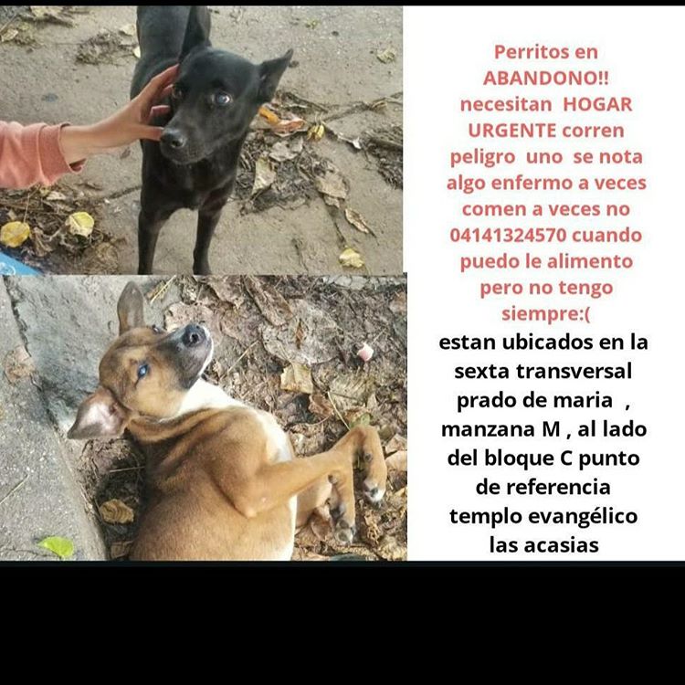 cleybastidas's tweet photo. URGENTE perritos en situacion de calle  uno enfermito quien pueda colaborar con enrofloxacina o con comida o ADOPCION porfavor estan muy mal y uno esta enfermito https://t.co/sR4X0CDozt