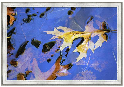 marybedy's tweet photo. Fall Pond Colors 3 2018
https://t.co/KVgYqV0OJs #fallpond #fallleaves #wetland #hikingtrail #woods #wetlandpond #marybedy https://t.co/5qDD0vsW9p