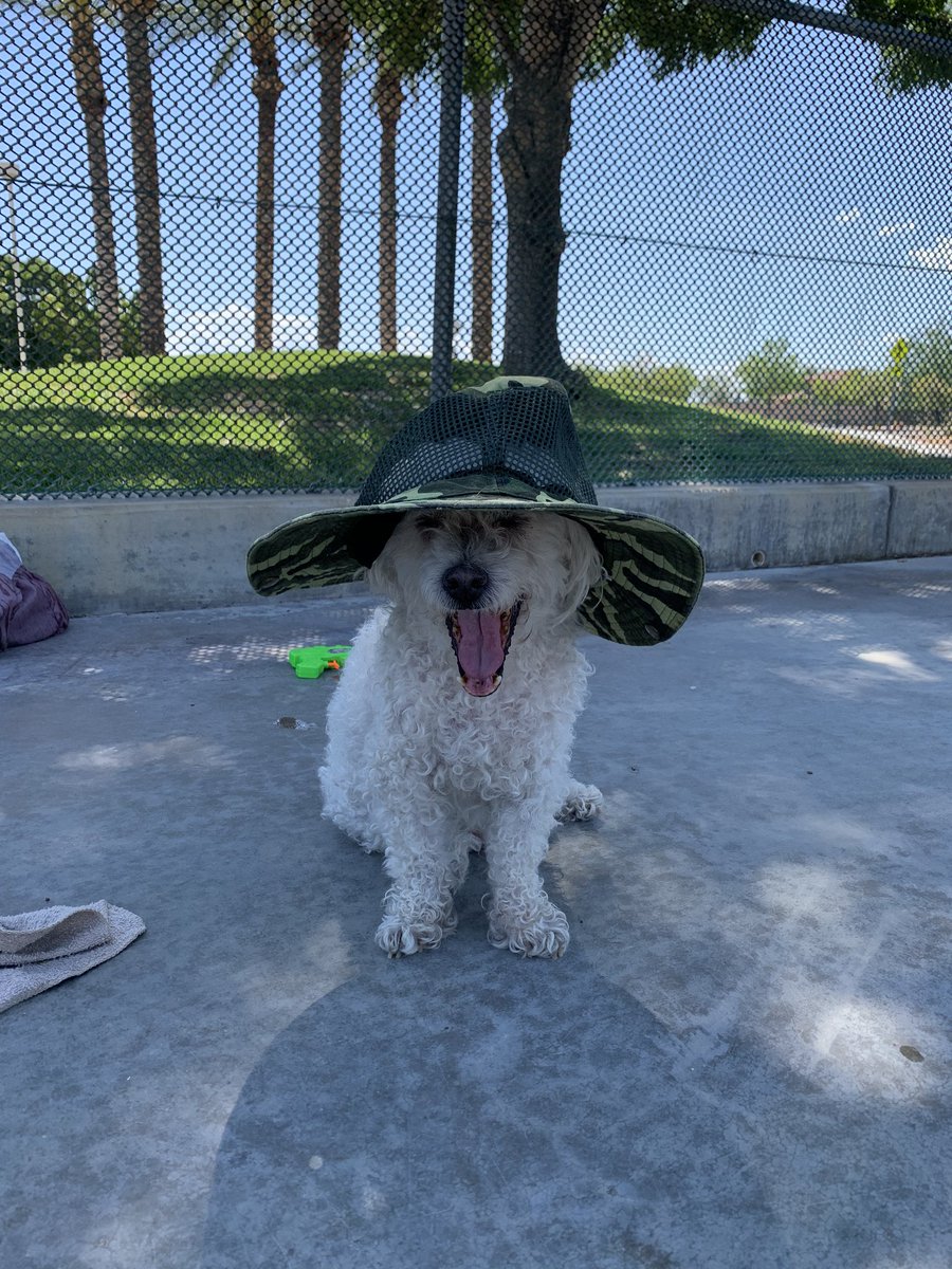 hildakhanoom's tweet photo. Another great park day #LasVegas #DogsofTwittter #mydog #flash #pashmac #boys https://t.co/c61Xtq23a5