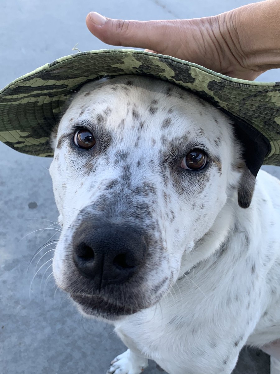 hildakhanoom's tweet photo. Another great park day #LasVegas #DogsofTwittter #mydog #flash #pashmac #boys https://t.co/c61Xtq23a5