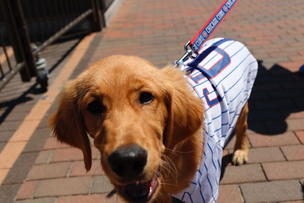 Chicago Cubs on X: OK maybe we'll let 𝒚𝒐𝒖 inside. #OpeningDay  #WhereStoriesPlay  / X