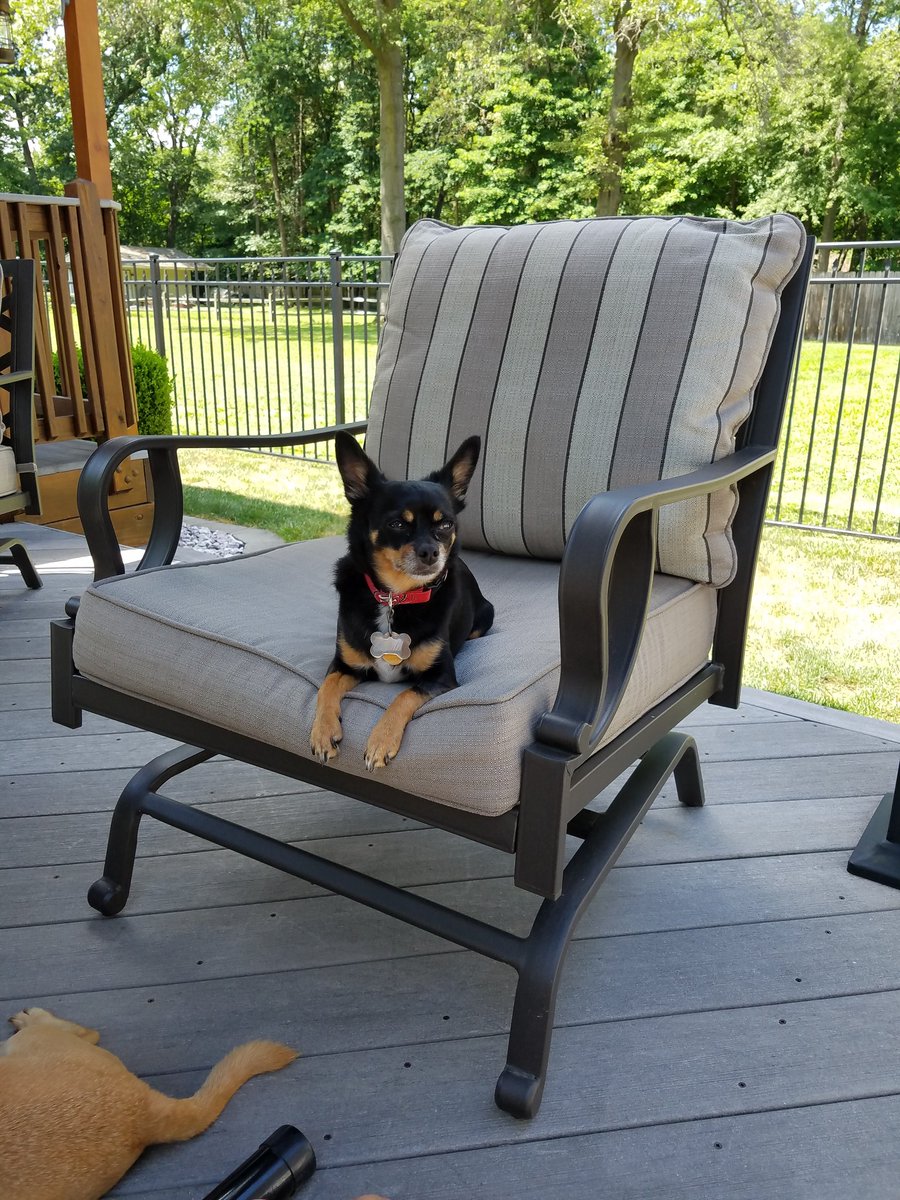 PrincessCali16's tweet photo. @JudgesChoiceUK @Azalie72Wolf @ShihTzuTips @Moogalicious1 @mustlovek9s @KateEmmaBaker3 @Jacks643 @ParkerLabrador @prettyred52 @AnthonyBeardINC @hankzarihs @PixiesTrust @_GreatPyrenees @BrisaMolly @4evaPups @BullyFonzo Hi everyone https://t.co/CAzwgLE9vU