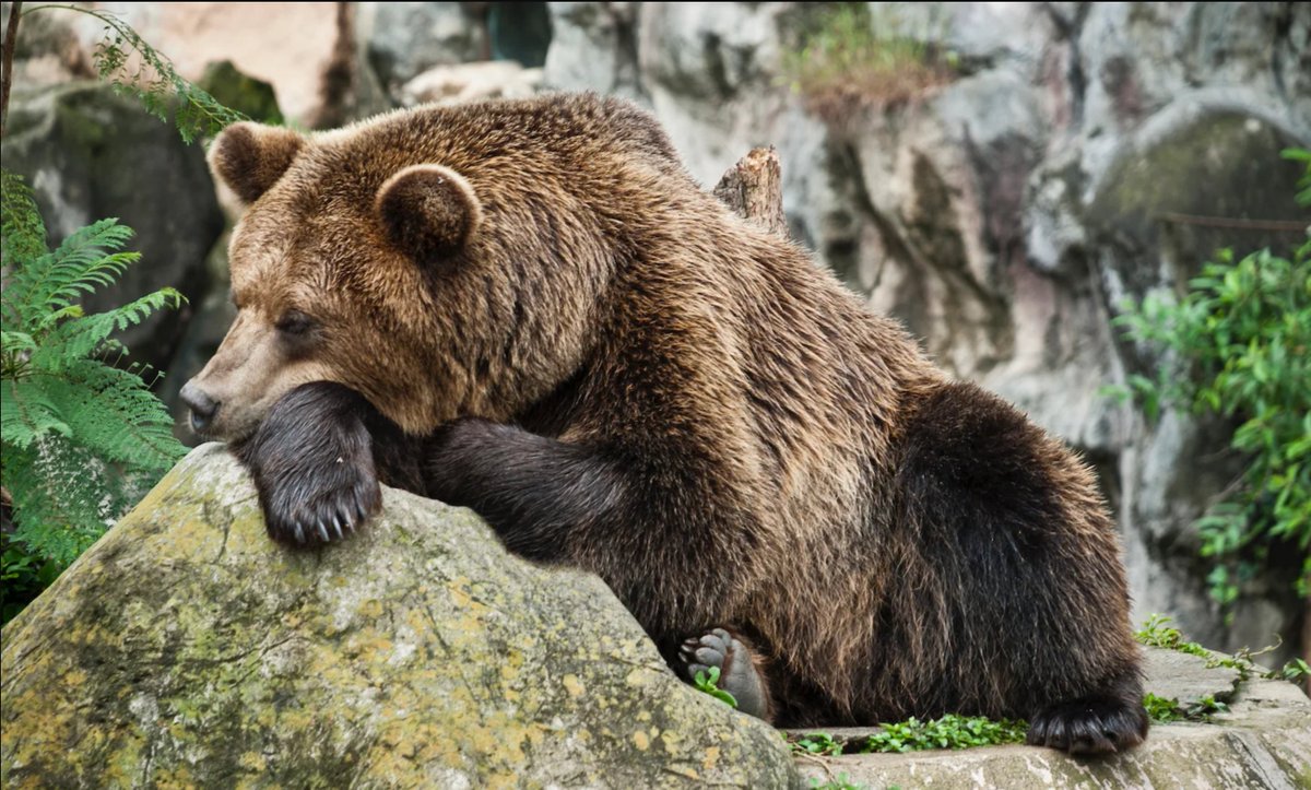 Hibernation in animals is still being studied since we don't understand it completely, though scientists have found a receptor in the brain that is triggered in animals during hibernation, and could be useful to us humans. This is research being done in the present day! (5/7)