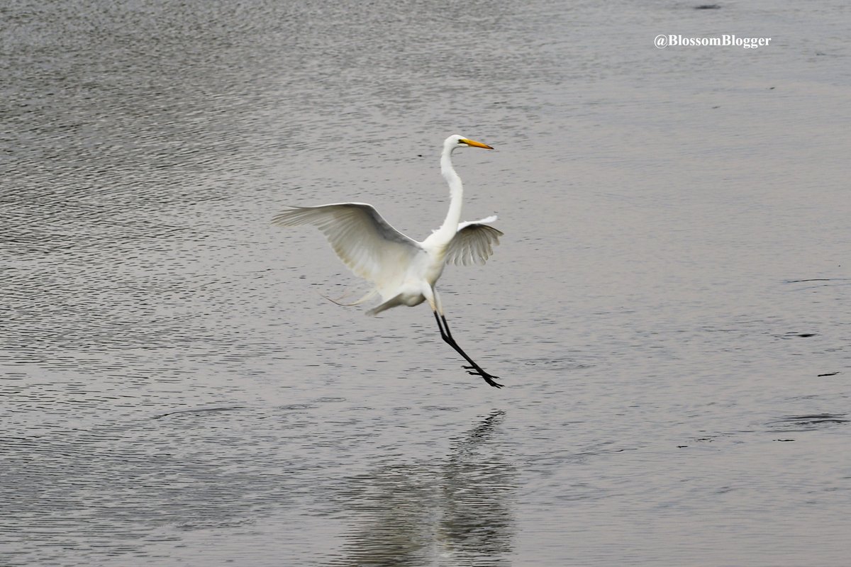 BlossomBlogger's tweet photo. A Special #FlyWithMeFriday from today on Long Wharf!
@INFONewHaven @TheIneptBirder @birdcrazed6 @rawbirds @CBirdwatcher @siddisimple @CTAudubon @Grahampoo @petermarteka @Eweather13 @ryanhanrahan @urbanbirder @YoloBirder https://t.co/MQrz0xWaMF