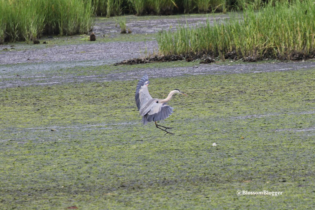 BlossomBlogger's tweet photo. A Special #FlyWithMeFriday from today on Long Wharf!
@INFONewHaven @TheIneptBirder @birdcrazed6 @rawbirds @CBirdwatcher @siddisimple @CTAudubon @Grahampoo @petermarteka @Eweather13 @ryanhanrahan @urbanbirder @YoloBirder https://t.co/MQrz0xWaMF