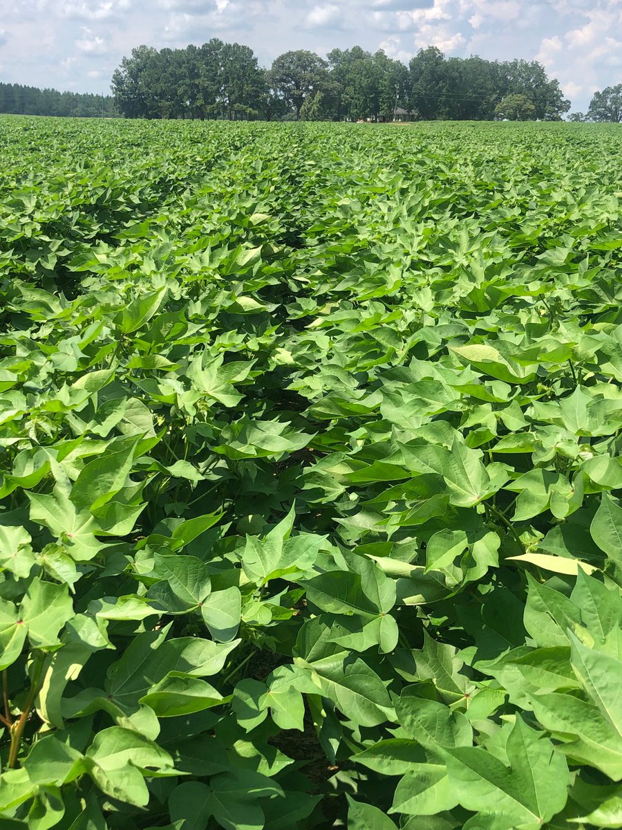farms_williams's tweet photo. Stoneville 5600 https://t.co/E0FBzriCvo