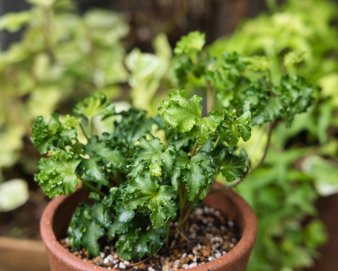 Uzivatel 野々口稔 M Nonokuchi Na Twitteru ヘデラ ヘリックス グリーンチュチュ Hedera Helix Green Chuchu です 緑葉の縁が波打つところが特徴的かつ魅力的で とても愛嬌があって可愛らしい品種です 実園芸さんが生産されたヘデラですが オリジナルか