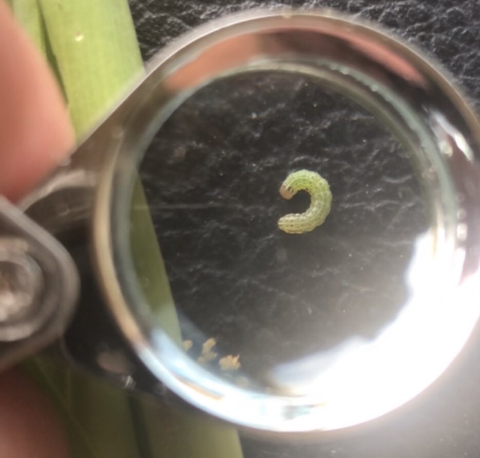 ccmac_OSU's tweet photo. #wormszn #prevathon #friendswithbeneficials https://t.co/I35uyCaVFa