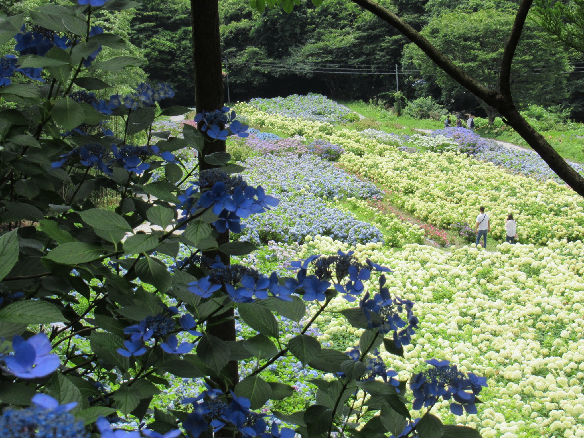 一関市観光協会 あじさい園 あじさい池 7 26日最終日まで 写真は7 23木昼頃のあじさい園です 7 23 26最終日まで あじさい池にお花を浮かべてます まだまだ見頃ですが 今年のあじさい園は7 26日まで もうすぐ見納めです 是非歩きやすい 一関市観光協会 あじさい園 あじさい池 7 26日最終日まで 写真は7 23木昼頃のあじさい園です 7 23 26最終日まで あじさい池にお花を浮かべてます まだまだ見頃ですが 今年のあじさい園は7 26日まで もうすぐ見納めです 是非歩きやすい
