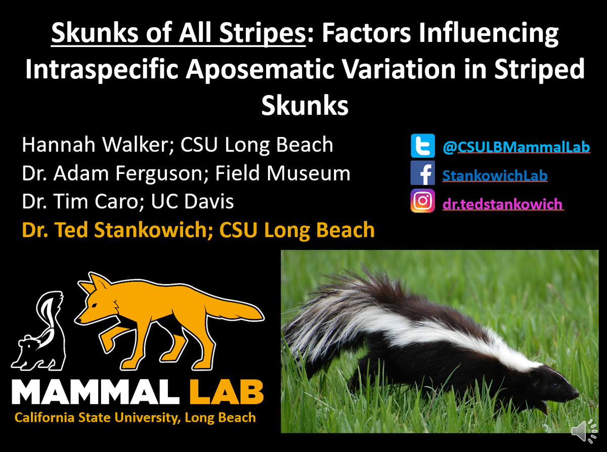 CSULBMammalLab's tweet photo. Come check out my #2020ABS talk on at @AnimBehSociety on skunk stripe evolution during Predation/Foraging3 on Fri 7/31 at 2pmET.
Personal Zoom Hour 7/31 @ 3pmET:
https://t.co/IdcFvrhohg
Live Q&A: 7/31 @ 4pmET
#aposematism #evolution #skunksoftwitter #skunks @CSULB https://t.co/zdOgzivsS7