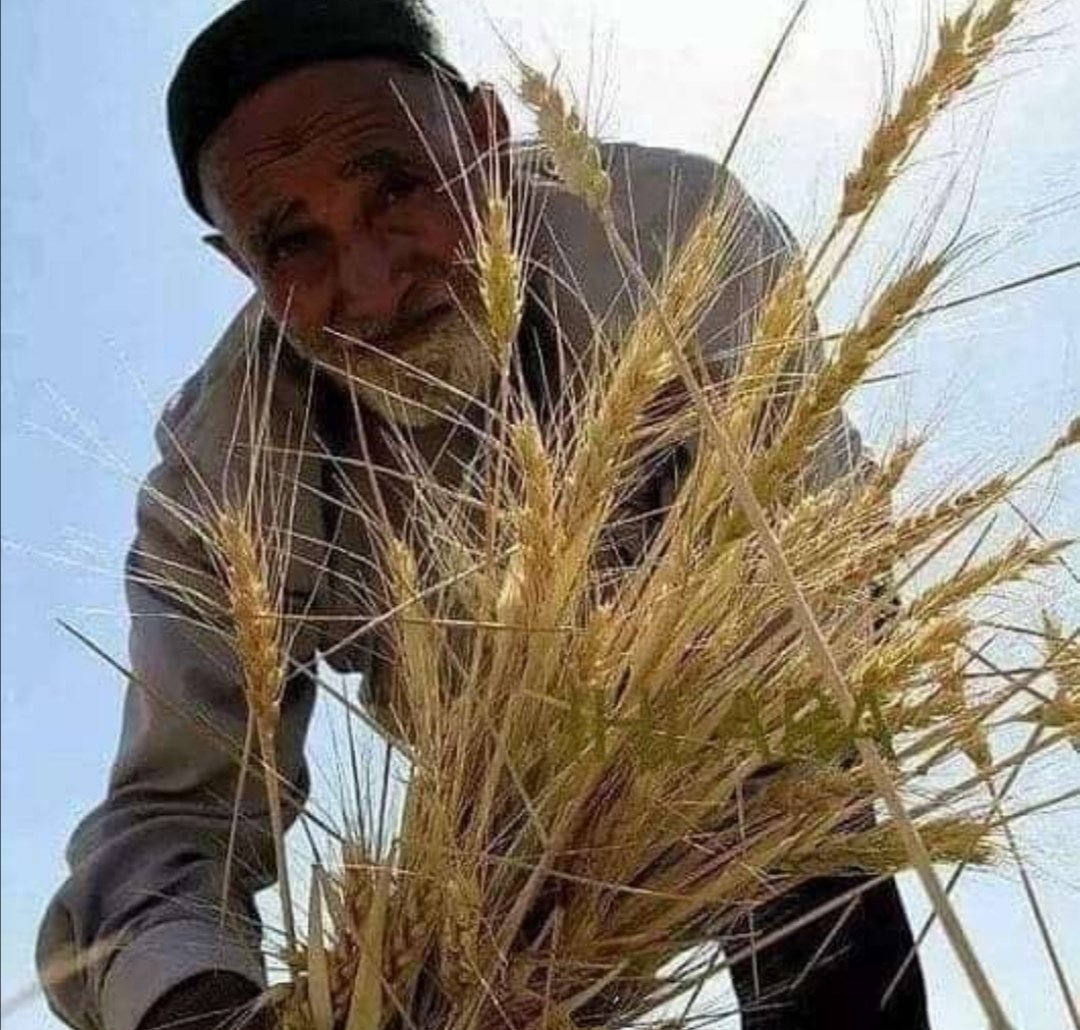 Ekmek beğenmiyormuş,
Beğenmez tabi.
Buğday tarlası görmedi ki...