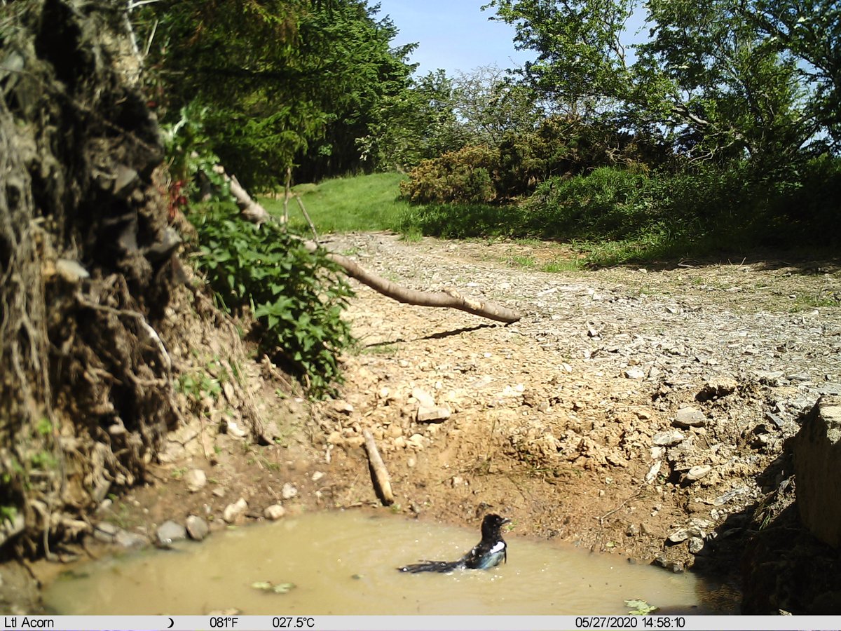 MAgpie getting well washed. Pine marten again and a Young Red Squirrel, this years it looks like.