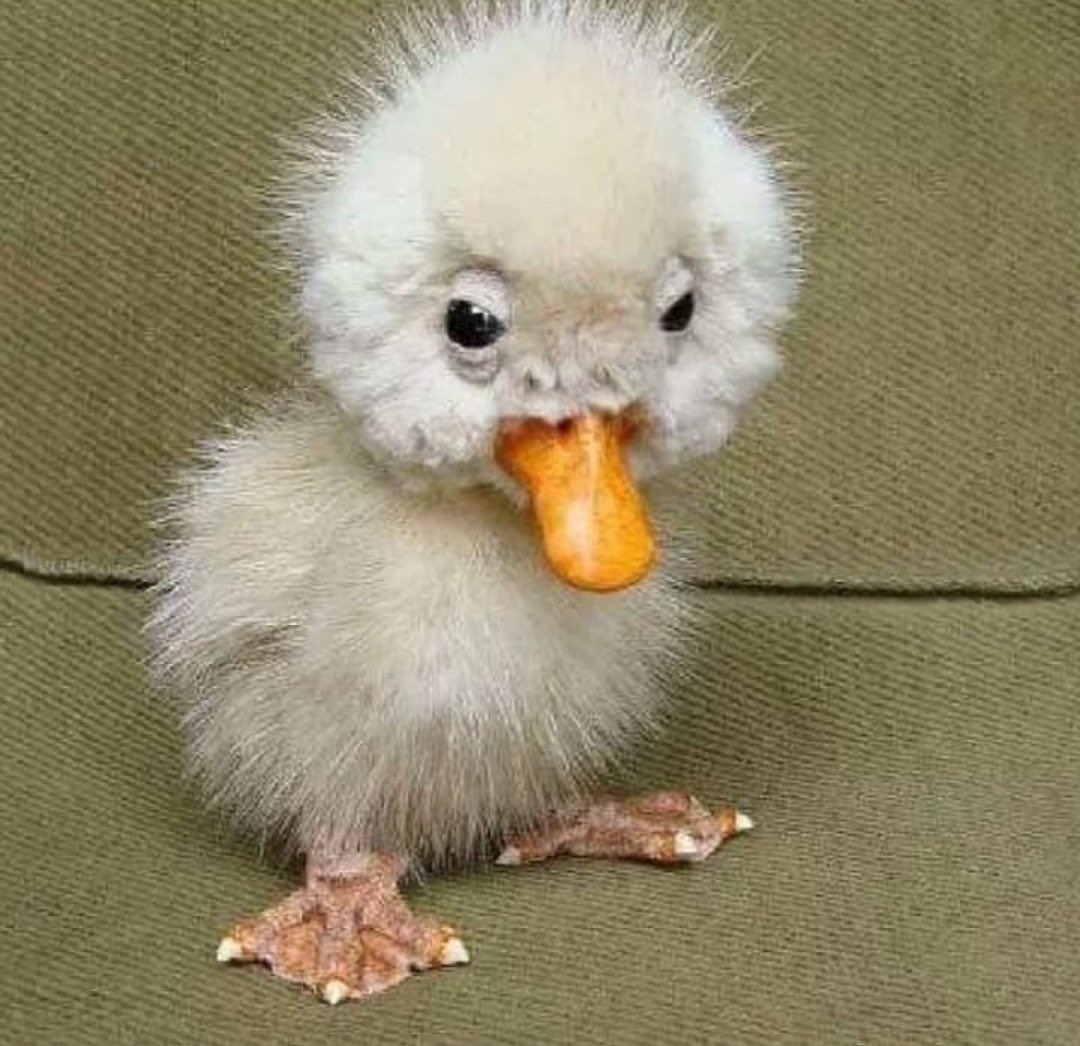 IAmInAgony's tweet photo. His name is Ralph https://t.co/gpDcFXQQKw