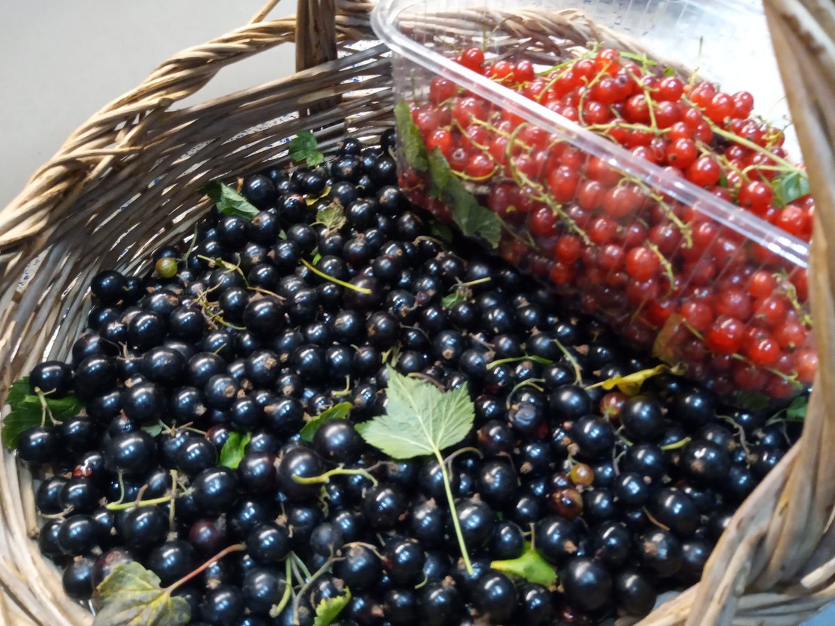 NimmoJan's tweet photo. Thanks #Talamh for letting us raid your currant bushes today. https://t.co/WzRek6oMpk