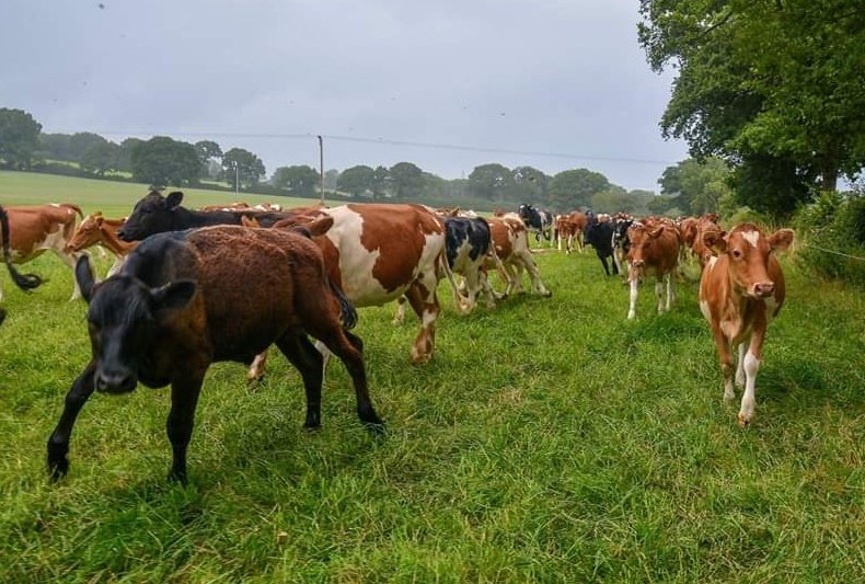 lewis_clarke88's tweet photo. Mum, nor Molly the dog, were too keen on walking through this field yesterday! #cows #ubley #somerset #moo 🐮 https://t.co/MkwcJZR33C