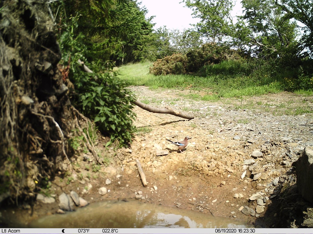 Love seeing the Jays... We've quite a few pairs breeding here. They follow the Red Squirrels around and scope out their nut caches