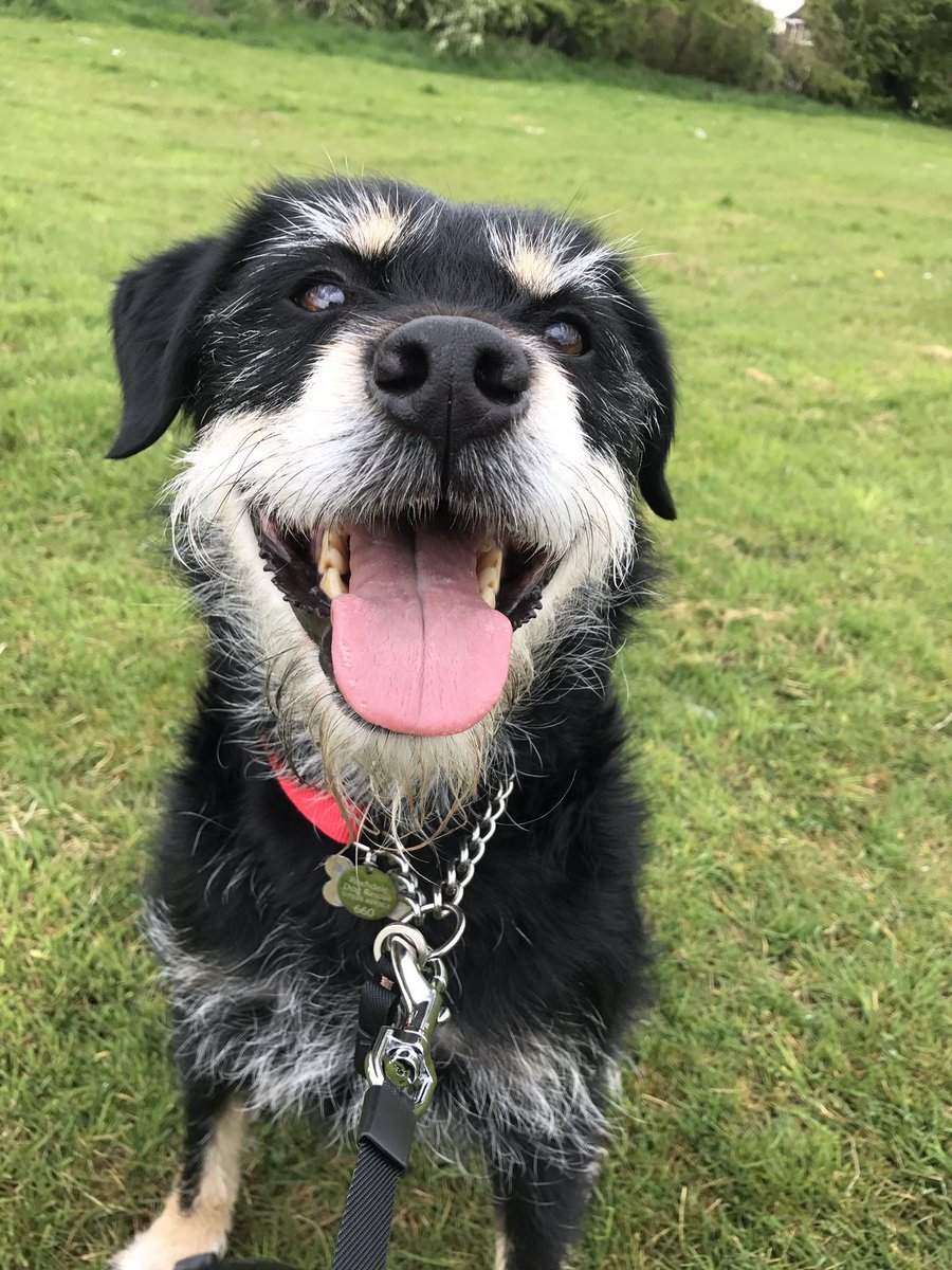 Ted. After a fortnight of being played with and taken for walks.