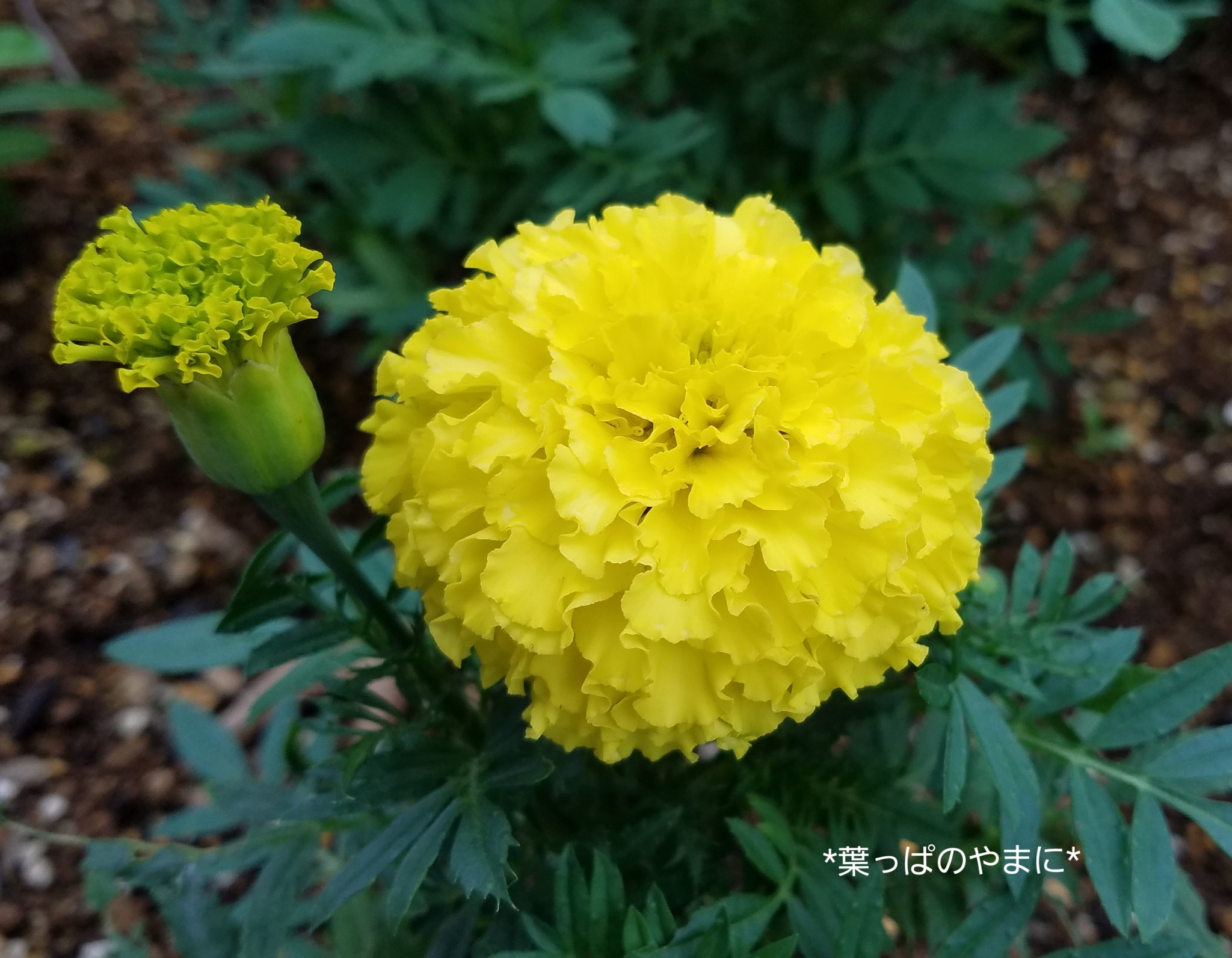 葉っぱのやまに 朝から凄い雨です 今日は一日降り続くみたい 梅雨のような天気が長引いていますので体調管理にお気をつけくださいね マリーゴールド T Co Feh1x0she6 Twitter
