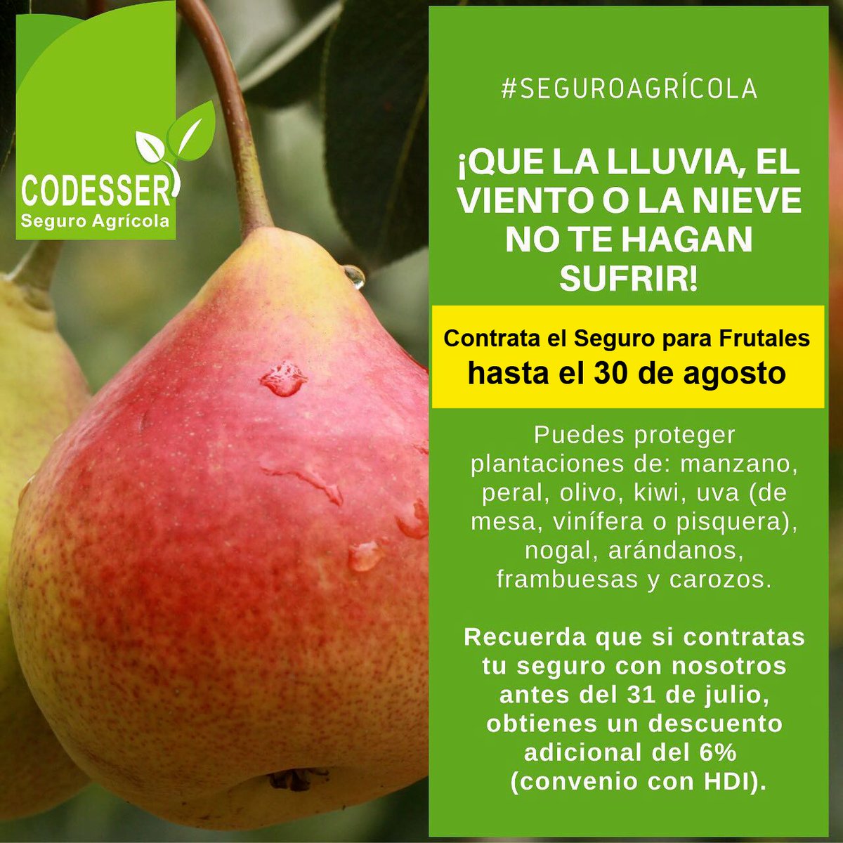 Codesser Maule tweet media