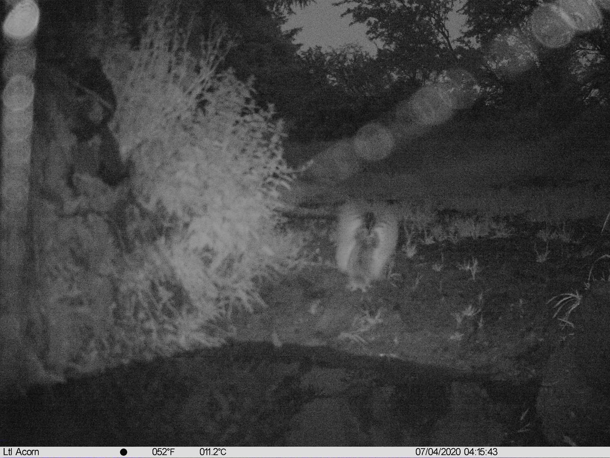 Awesome! one of the Long-Eared Owls droped by for eaither a splash or to grab a rodent snack! @LongearedOwlne1