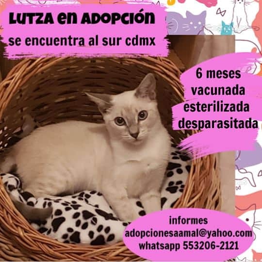 <a href="/lagateria/">La Gatería</a> Lutza sigue en busca de una familia, ella espera que esté viernes al fin pueda conocer a su media naranja humana, te gustaría ayudarla???  #adopciones #adoptanocompres #adoptaungatito #proyectogattocdmx #porunasegundaoportunidad  #lovelycats #cats  #gato #rt