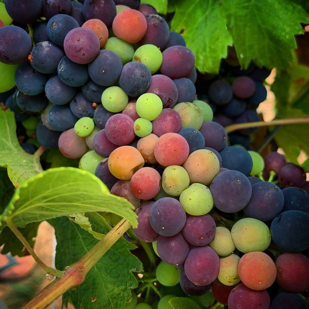 chjobic's tweet photo. Rainbow grapes
#grow
#wine
#leparfaitinconnu https://t.co/zSMVQXz4vE https://t.co/xAj9GnK9YC