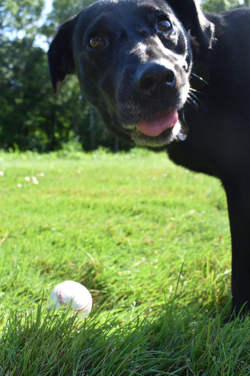 AimeeLynnMerkel's tweet photo. Ripley wants to know if it’s time for @Brewers baseball yet? https://t.co/ZmlFEKKsBD