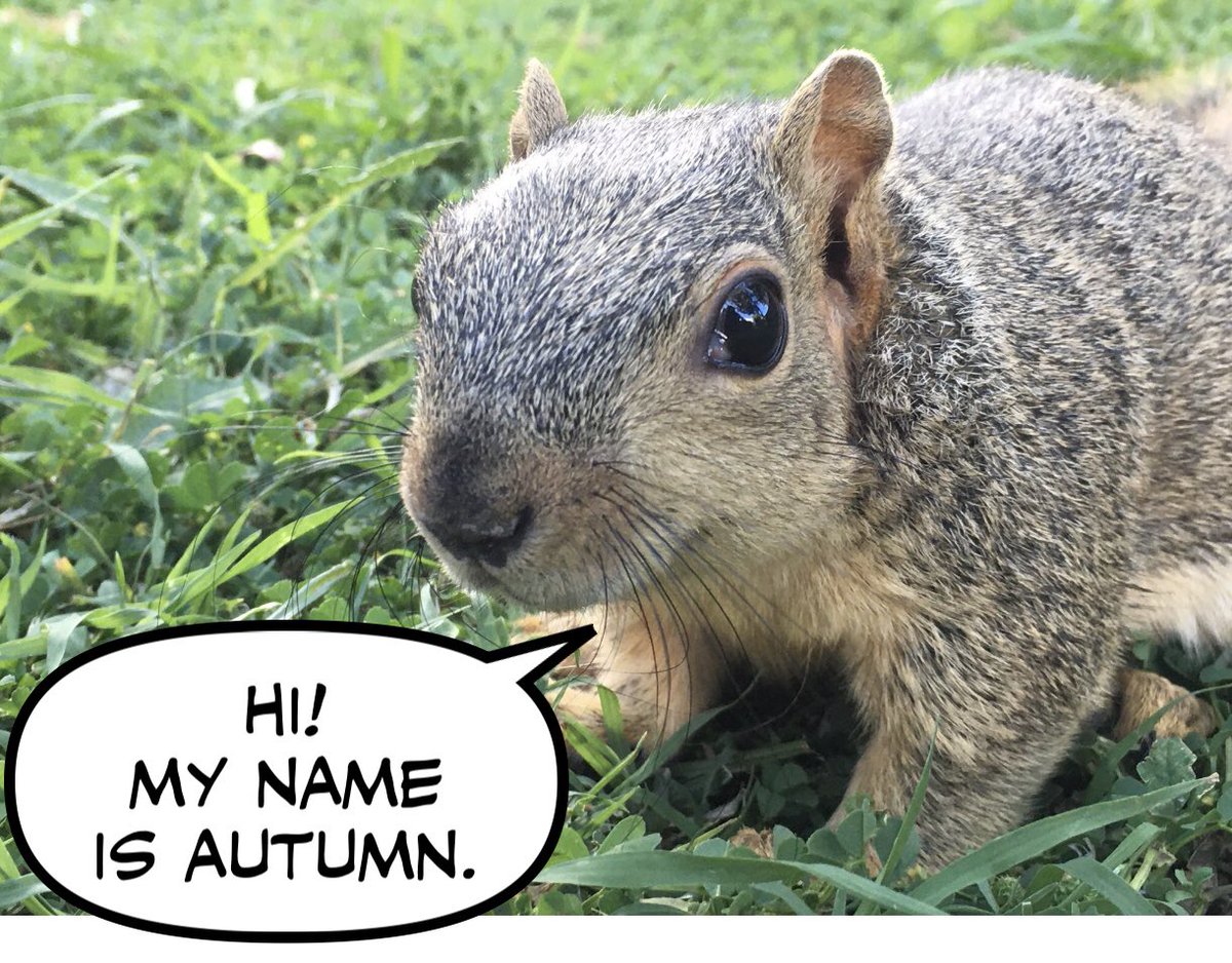 KManhare's tweet image. Follow Autumn’s story on Instagram. #autumnthesquirrel