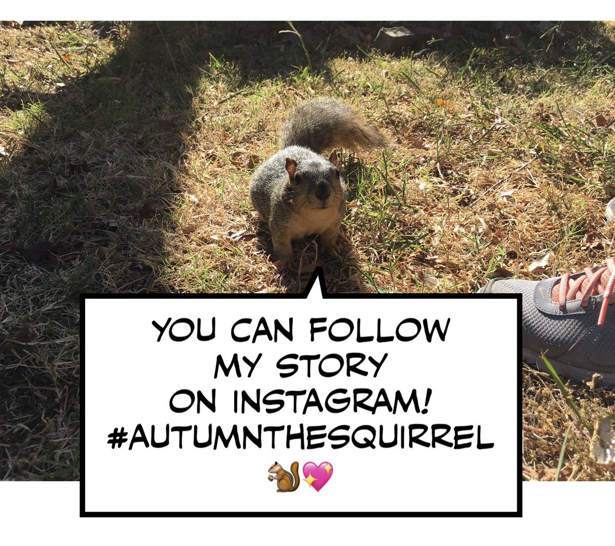 KManhare's tweet image. Follow Autumn’s story on Instagram. #autumnthesquirrel