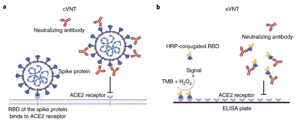 *New* in  <a href="/NatureBiotech/">Nature Biotechnology</a>!
Researchers report a #SARS-CoV-2 surrogate virus neutralization test that detects total immunodominant neutralizing antibodies targeting the viral spike protein receptor-binding domain.
go.nature.com/32PGo9J