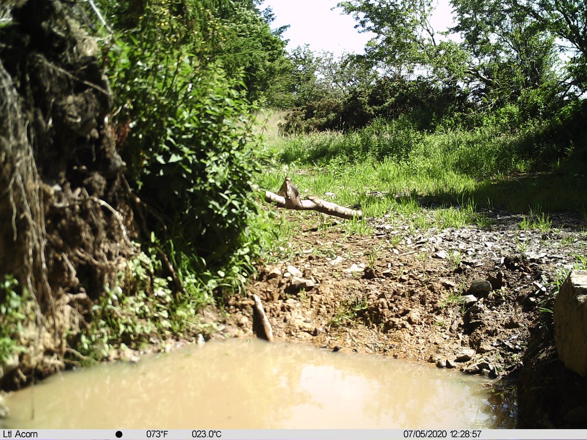 Male Sparrow Hawk is a new arrival at pic no.1708