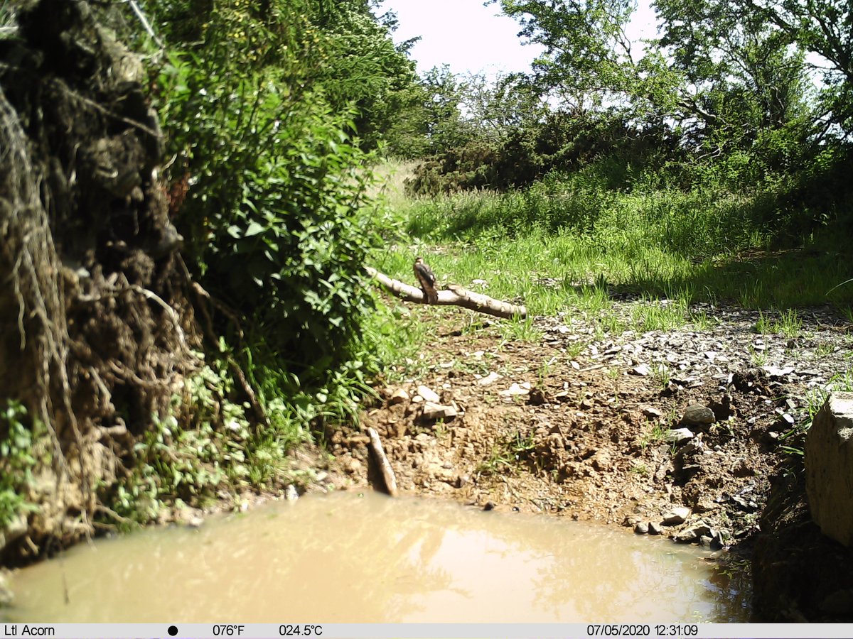 Male Sparrow Hawk is a new arrival at pic no.1708