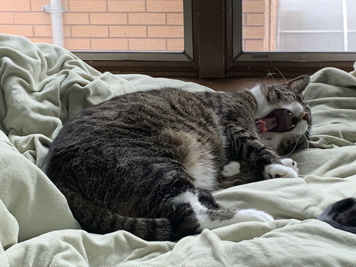 PPACBrooklyn's tweet photo. 🥱 - Kittles 

#mood #isittheweekendyet #icantbebothered #catnap #ppac #prospectparkanimalclinic #itsfriday #fridays #tgif 

Don’t forget to tag us for our #fridayfeature🐱🐶 https://t.co/EAW1HzSBGq