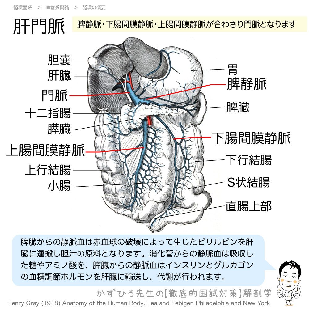 脈管系