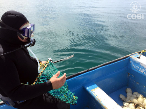 cobi_mx's tweet photo. El siguiente artículo documenta los posibles impactos de cuatro pesquerías (escama, bivalvos, calamar y langosta) en diferentes ecosistemas marinos de México. Utilizando modelos tróficos cuantitativos y una red desarrollada utilizando el conocimiento tradicional de los pescadores https://t.co/cSulAsxOOX