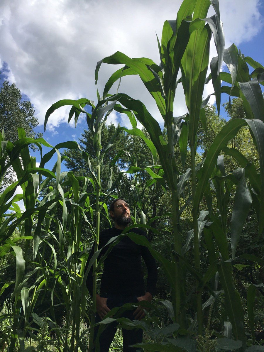 SeedBuffalo's tweet photo. Maiz morado pushing onward and upward past Co-owner Matthew who is 6’5”. Started throwing ears out today!

#maiz #maizemorado #corn #kansascity #tootall https://t.co/2IzLhigtTp