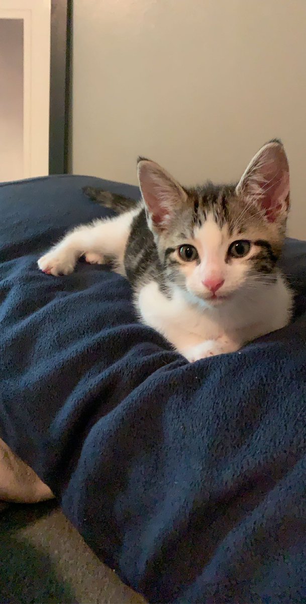 Deznee1's tweet photo. This sweet man needs a forever home! Must be kept inside 😊super playful and lovable 💕 https://t.co/x7TCJh4P1c