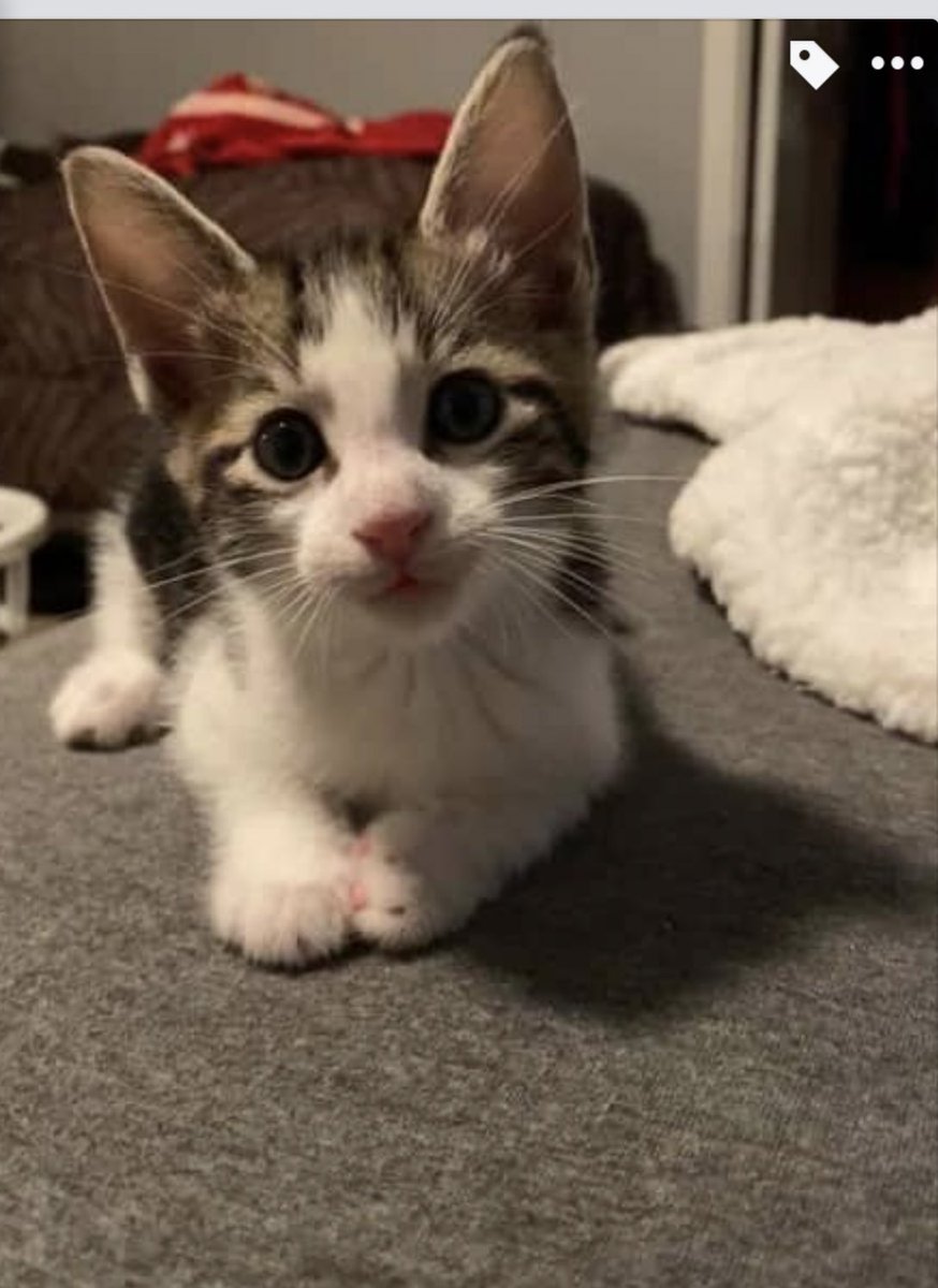 Deznee1's tweet photo. This sweet man needs a forever home! Must be kept inside 😊super playful and lovable 💕 https://t.co/x7TCJh4P1c
